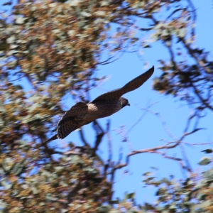 Falco peregrinus at Googong, NSW - 5 Dec 2019 10:06 AM