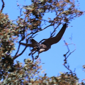 Falco peregrinus at Googong, NSW - 5 Dec 2019 10:06 AM