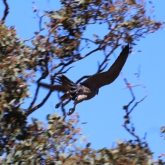 Falco peregrinus at Googong, NSW - 5 Dec 2019