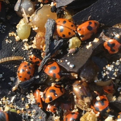 Coccinella transversalis (Transverse Ladybird) at Mystery Bay, NSW - 4 Dec 2019 by WildernessPhotographer