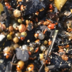 Coccinella transversalis at Mystery Bay, NSW - 5 Dec 2019