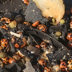 Coccinella transversalis at Mystery Bay, NSW - 5 Dec 2019