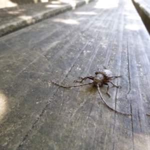 Rhytiphora sp. (genus) at Tathra Public School - 4 Dec 2019