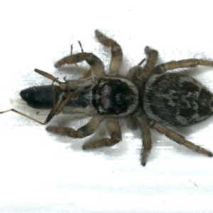 Maratus griseus at Ainslie, ACT - 22 Nov 2019