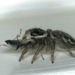 Maratus griseus at Ainslie, ACT - 22 Nov 2019 06:58 AM