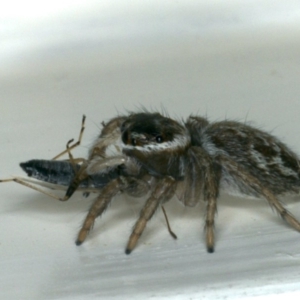 Maratus griseus at Ainslie, ACT - 22 Nov 2019 06:58 AM