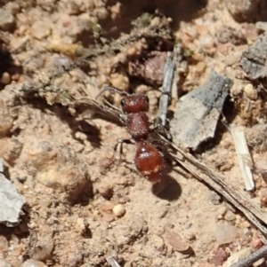 Mutillidae (family) at Mount Painter - 20 Nov 2019