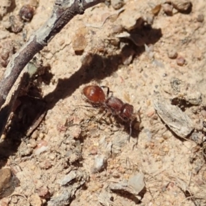 Mutillidae (family) at Mount Painter - 20 Nov 2019