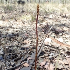 Dipodium roseum (Rosy Hyacinth Orchid) at Aranda Bushland - 27 Nov 2019 by CathB