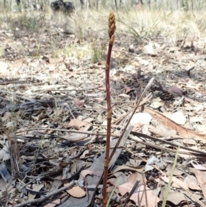 Dipodium roseum at Cook, ACT - 27 Nov 2019