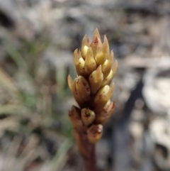 Dipodium roseum at Cook, ACT - 27 Nov 2019