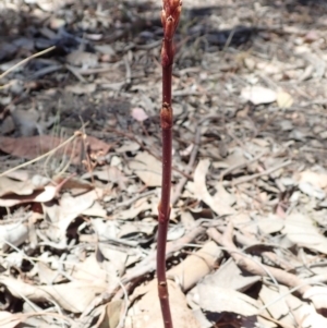 Dipodium roseum at Cook, ACT - 27 Nov 2019