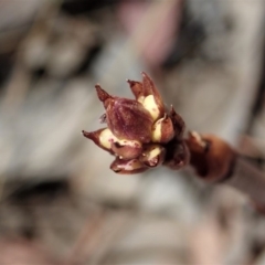 Dipodium roseum at Cook, ACT - 27 Nov 2019