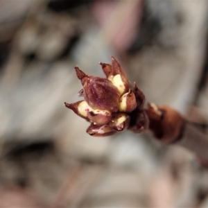 Dipodium roseum at Cook, ACT - 27 Nov 2019