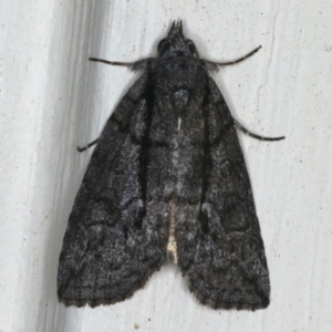 Prorocopis group (genus) at Ainslie, ACT - 21 Nov 2019 10:31 PM