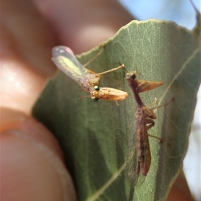Mantispidae (family) (Unidentified mantisfly) at Mount Painter - 1 Dec 2019 by CathB