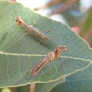 Mantispidae (family) at Cook, ACT - 1 Dec 2019 11:11 AM