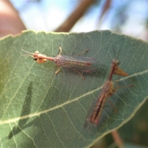 Mantispidae (family) at Cook, ACT - 1 Dec 2019 11:11 AM