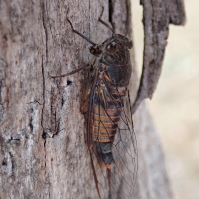 Yoyetta australicta (Southern Ticking Ambertail) at Mount Painter - 1 Dec 2019 by CathB