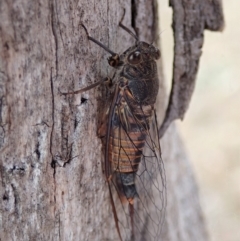 Yoyetta australicta (Southern Ticking Ambertail) at Cook, ACT - 1 Dec 2019 by CathB