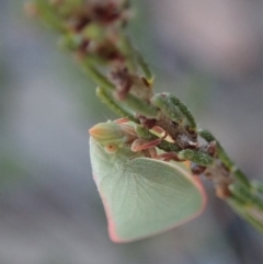 Siphanta sp. (genus) (Green planthopper, Torpedo bug) at Mount Painter - 4 Dec 2019 by CathB