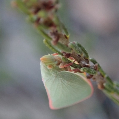 Siphanta sp. (genus) (Green planthopper, Torpedo bug) at Mount Painter - 4 Dec 2019 by CathB