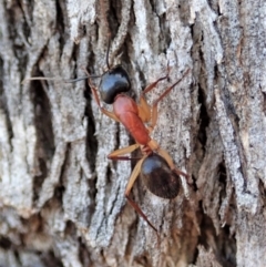 Camponotus nigriceps (Black-headed sugar ant) at Cook, ACT - 4 Dec 2019 by CathB