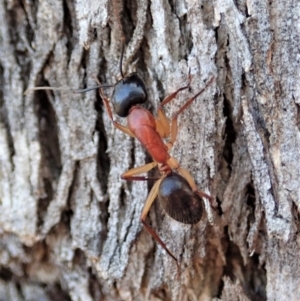 Camponotus nigriceps at Cook, ACT - 4 Dec 2019