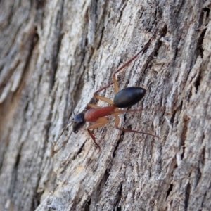 Camponotus nigriceps at Cook, ACT - 4 Dec 2019