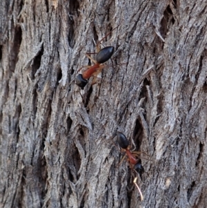Camponotus nigriceps at Cook, ACT - 4 Dec 2019