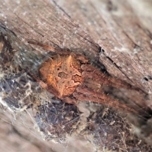 Backobourkia sp. (genus) at Cook, ACT - 4 Dec 2019