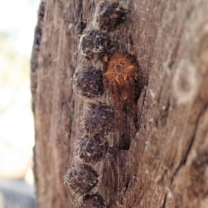 Backobourkia sp. (genus) at Cook, ACT - 4 Dec 2019