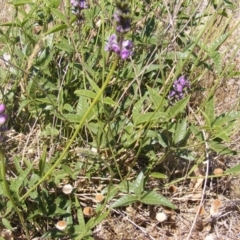 Cullen microcephalum (Dusky Scurf-pea) at Mulanggari Grasslands - 28 Nov 2019 by MichaelMulvaney