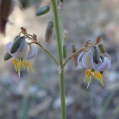Dianella sp. aff. longifolia (Benambra) (Pale Flax Lily, Blue Flax Lily) at Cook, ACT - 4 Dec 2019 by CathB