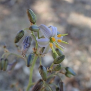 Dianella sp. aff. longifolia (Benambra) at Cook, ACT - 4 Dec 2019