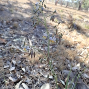 Dianella sp. aff. longifolia (Benambra) at Cook, ACT - 4 Dec 2019