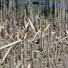 Gallinago hardwickii (Latham's Snipe) at Fyshwick, ACT - 4 Dec 2019 by RodDeb