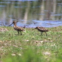 Gallinago hardwickii at Fyshwick, ACT - 4 Dec 2019