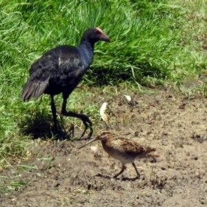 Gallinago hardwickii at Fyshwick, ACT - 4 Dec 2019 11:57 AM