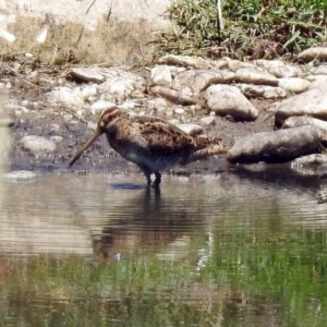 Gallinago hardwickii at Fyshwick, ACT - 4 Dec 2019 11:57 AM