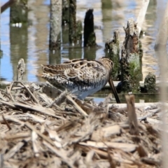 Gallinago hardwickii at Fyshwick, ACT - 4 Dec 2019