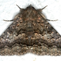 Eudesmeola lawsoni (Lawson's Night Moth) at Ainslie, ACT - 23 Nov 2019 by jbromilow50