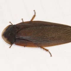 Laxta granicollis (Common bark or trilobite cockroach) at Acton, ACT - 3 Dec 2019 by WHall