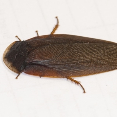 Laxta granicollis (Common bark or trilobite cockroach) at Acton, ACT - 3 Dec 2019 by WHall