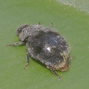 Coccinellidae (family) at Acton, ACT - 4 Dec 2019 11:58 AM