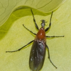 Bibio imitator (Garden maggot) at ANBG - 4 Dec 2019 by WHall