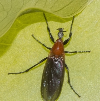 Bibio imitator (Garden maggot) at Acton, ACT - 4 Dec 2019 by WHall