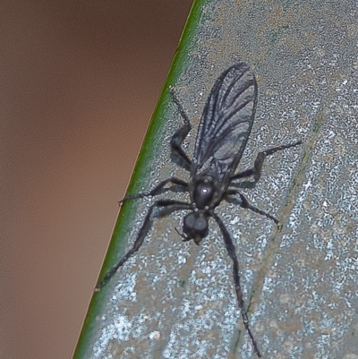 Bibio imitator (Garden maggot) at Acton, ACT - 4 Dec 2019 by WHall