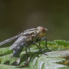 Sarcophagidae sp. (family) (Unidentified flesh fly) at ANBG - 4 Dec 2019 by WHall