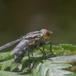 Sarcophagidae sp. (family) at Acton, ACT - 4 Dec 2019